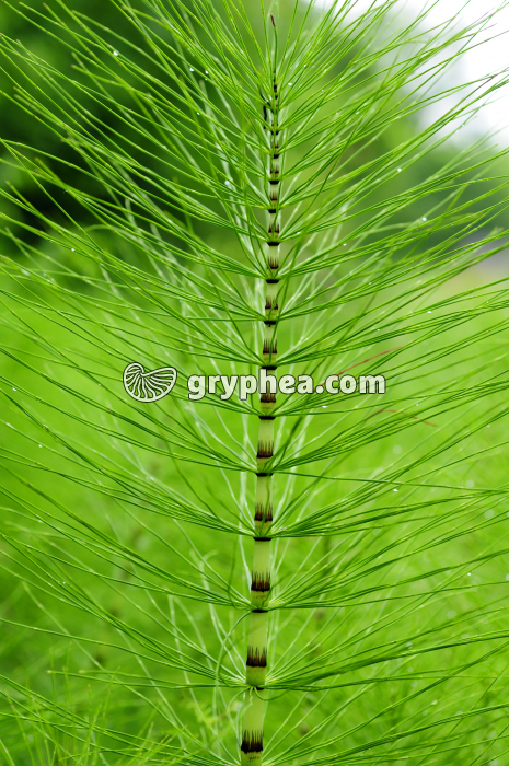 Grande Prêle, tige stérile chlorophyllienne (Equisetum telmateia) - gryphea.com